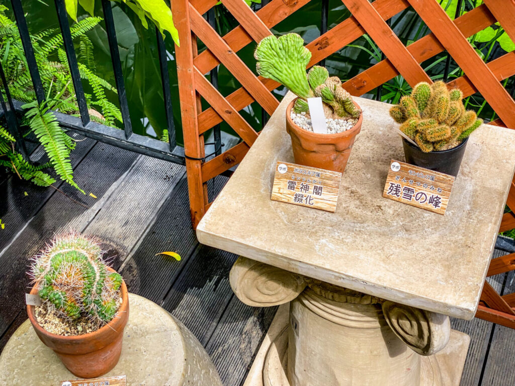 とちぎ花センター多肉とサボ展：綴化サボテン