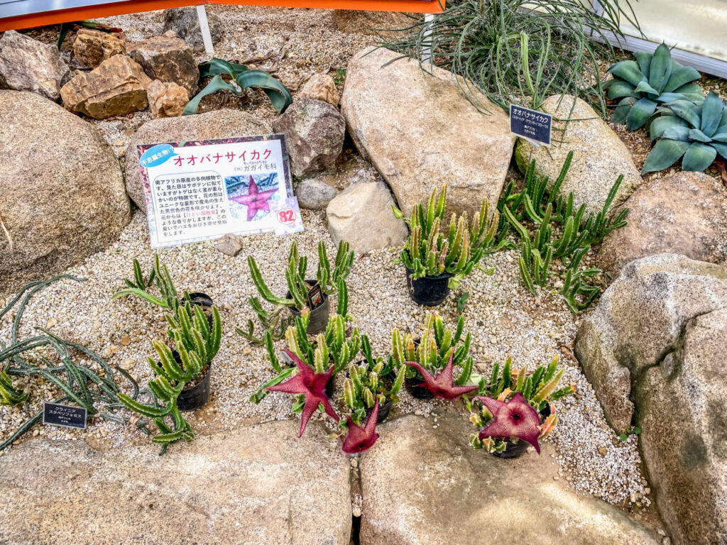 とちぎ花センター多肉とサボ展：ガガイモ