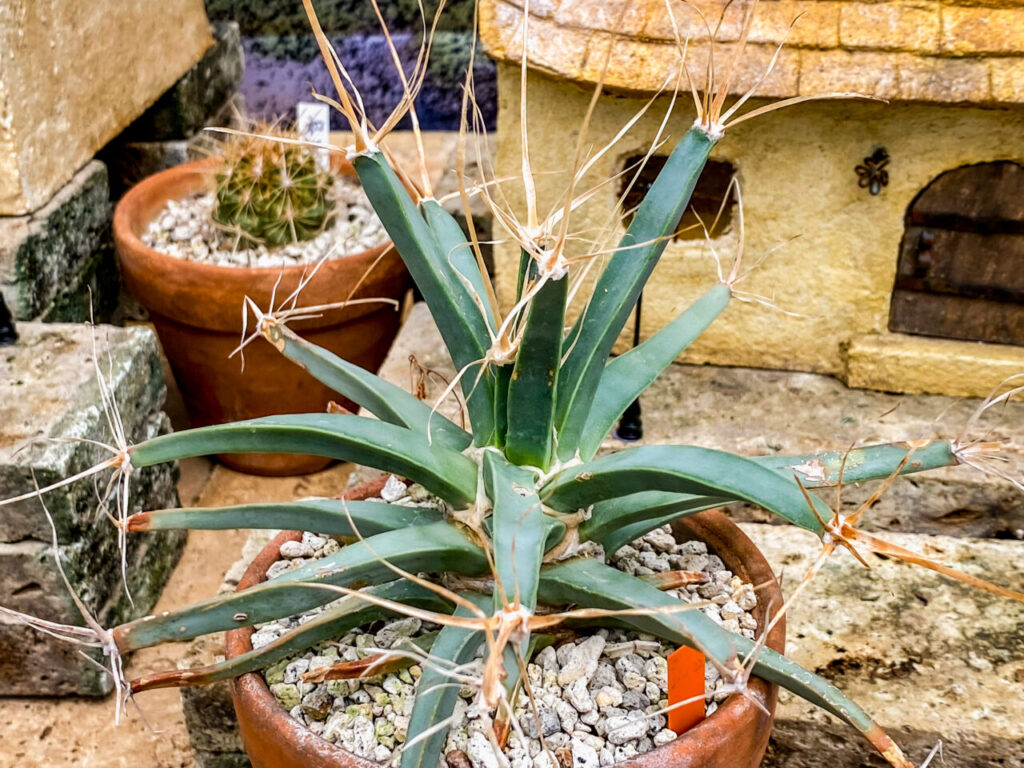 とちぎ花センター多肉とサボ展：レウクテンベルギア・晃山