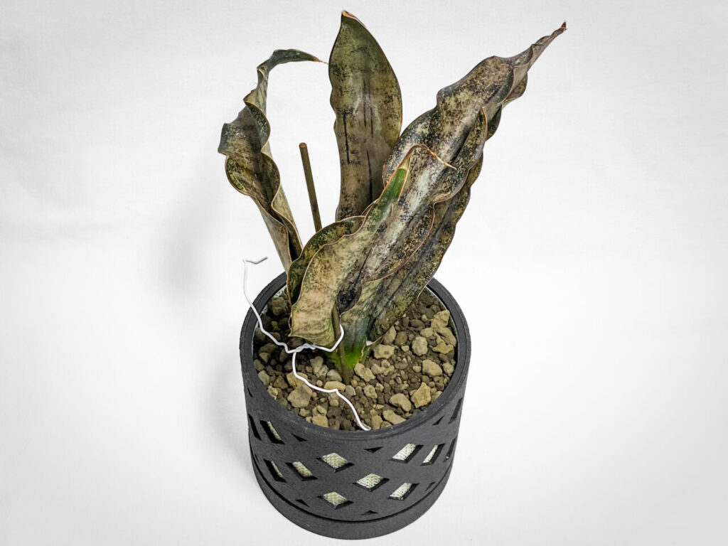 サンセベリア・キルキー・プルクラ’コパトーン’