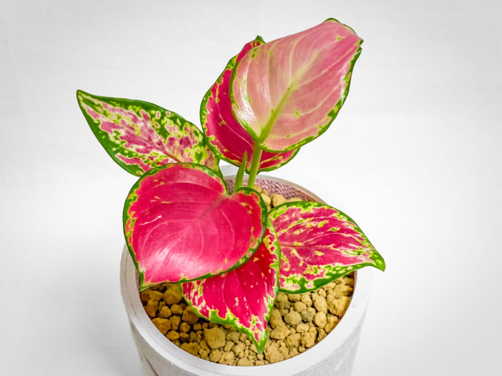 アグラオネマ・アンヤマニーレッド