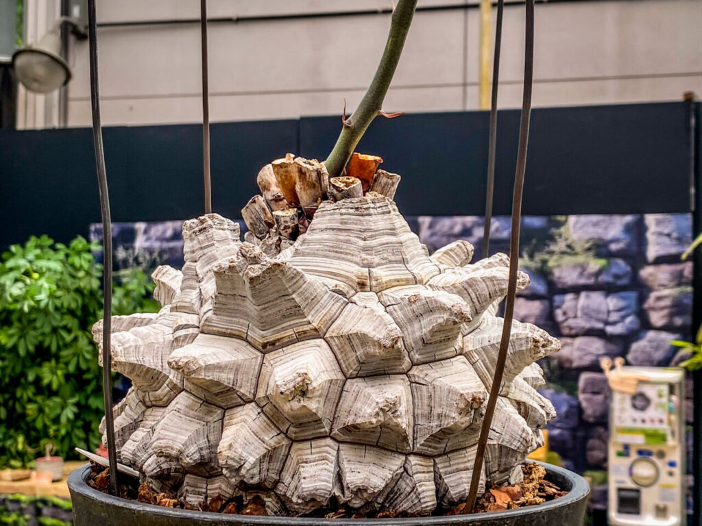 とちぎ花センター多肉とサボ展：ディオスコレア・長谷川亀甲竜