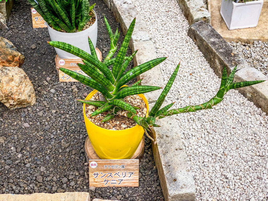 とちぎ花センター多肉とサボ展：サンセベリア・ケニア