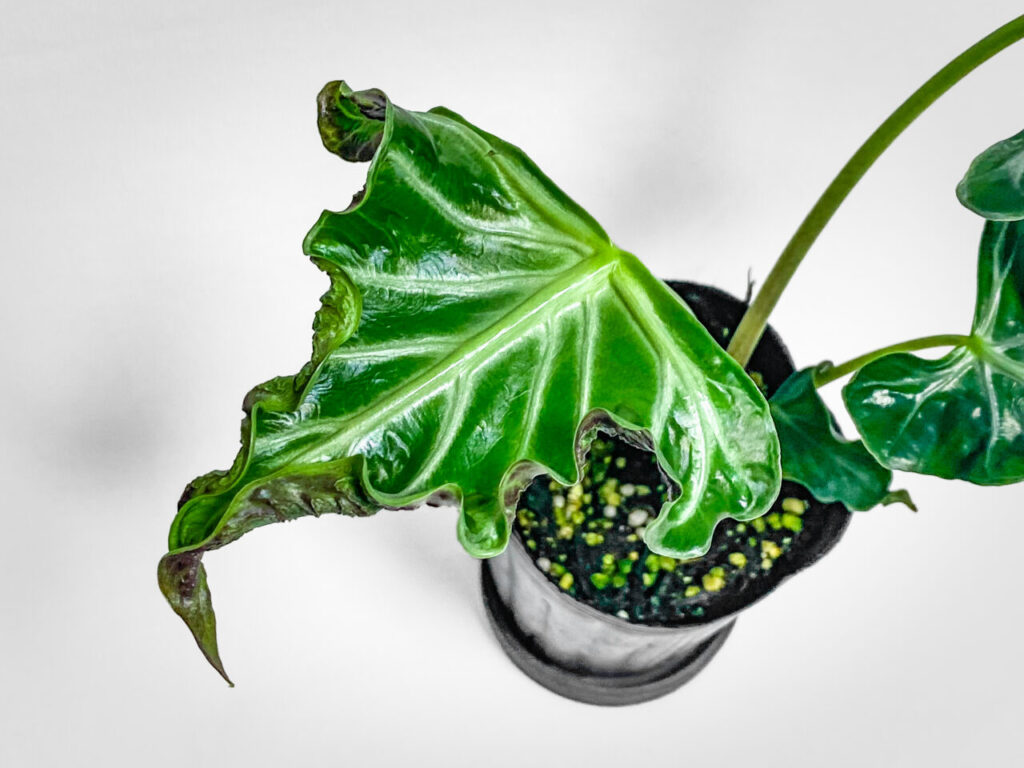 オキボタMAX2025購入品：アロカシア・’ロコ’