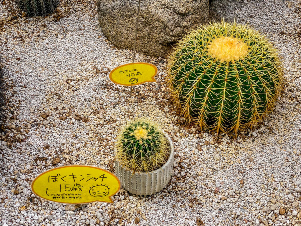 とちぎ花センター多肉とサボ展：クロエンレイニア・金鯱