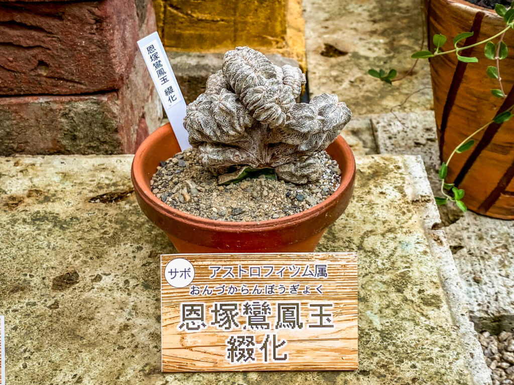 とちぎ花センター多肉とサボ展：アストロフィツム・恩塚鸞鳳玉綴化