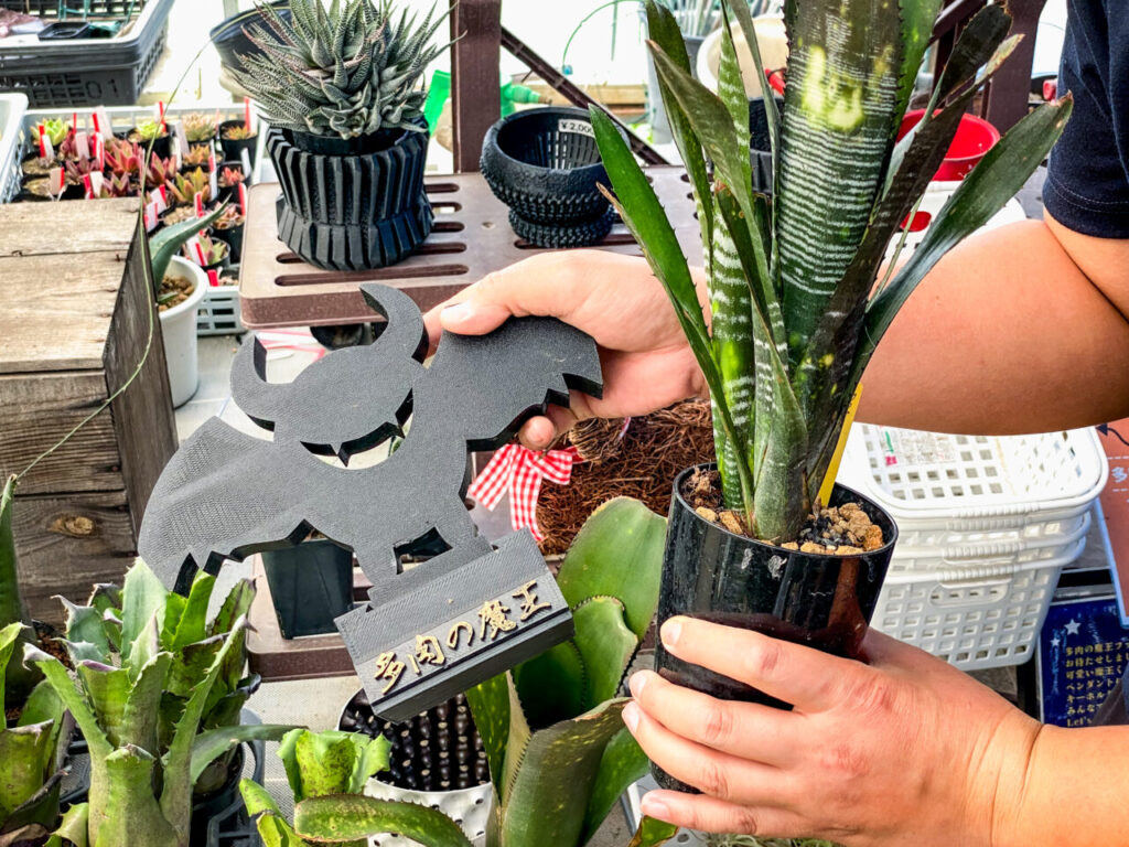 多肉の魔王さんおすすめ品:ビルベルギア・ドミンゴスマルティンス