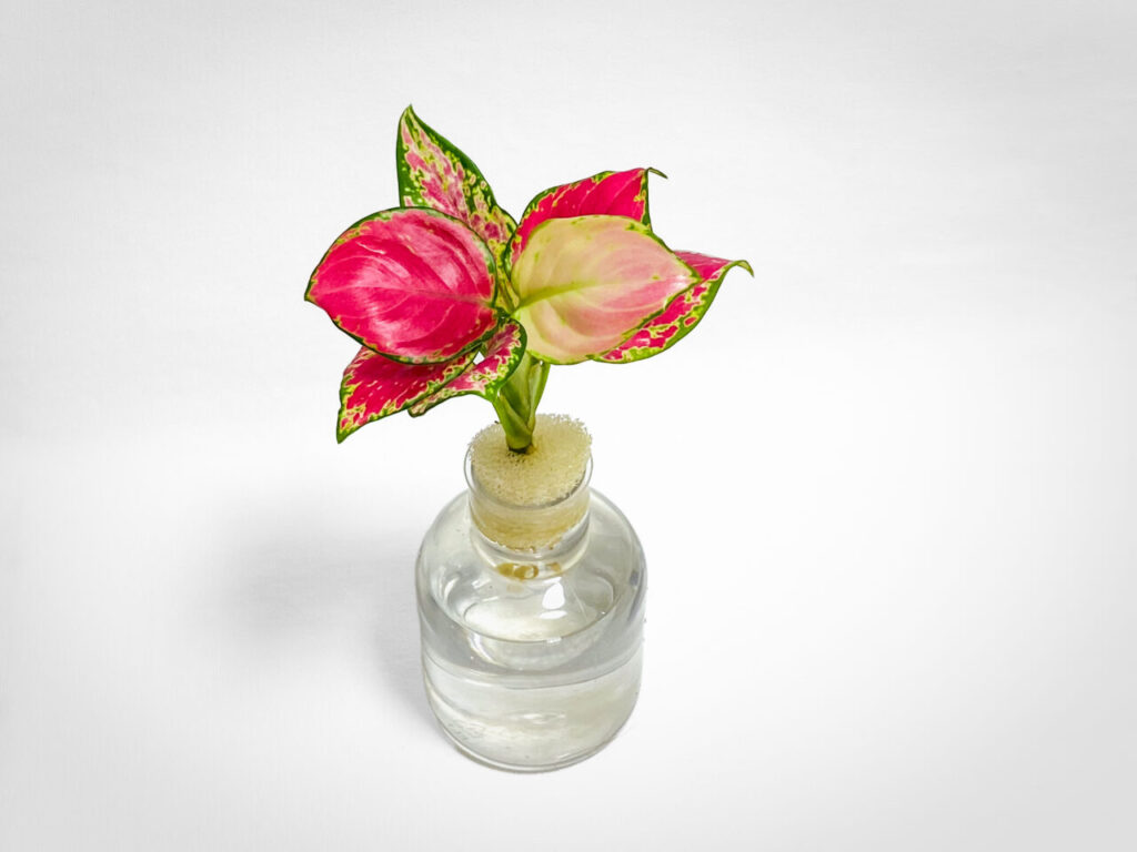 アグラオネマ・アンヤマニーレッド