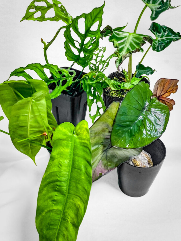 オキボタMAX2025購入品