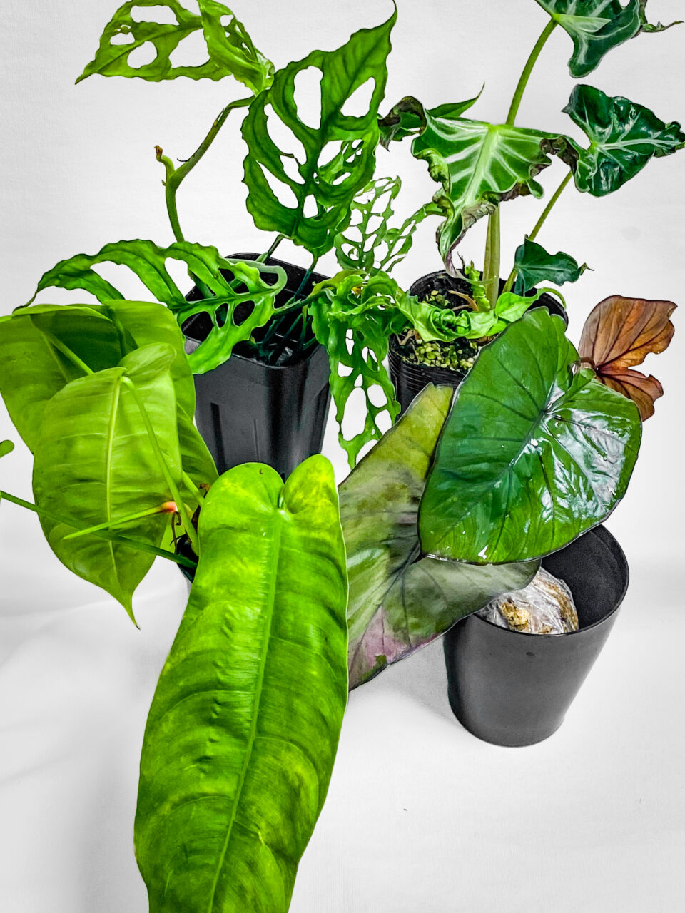 オキボタMAX2025購入品