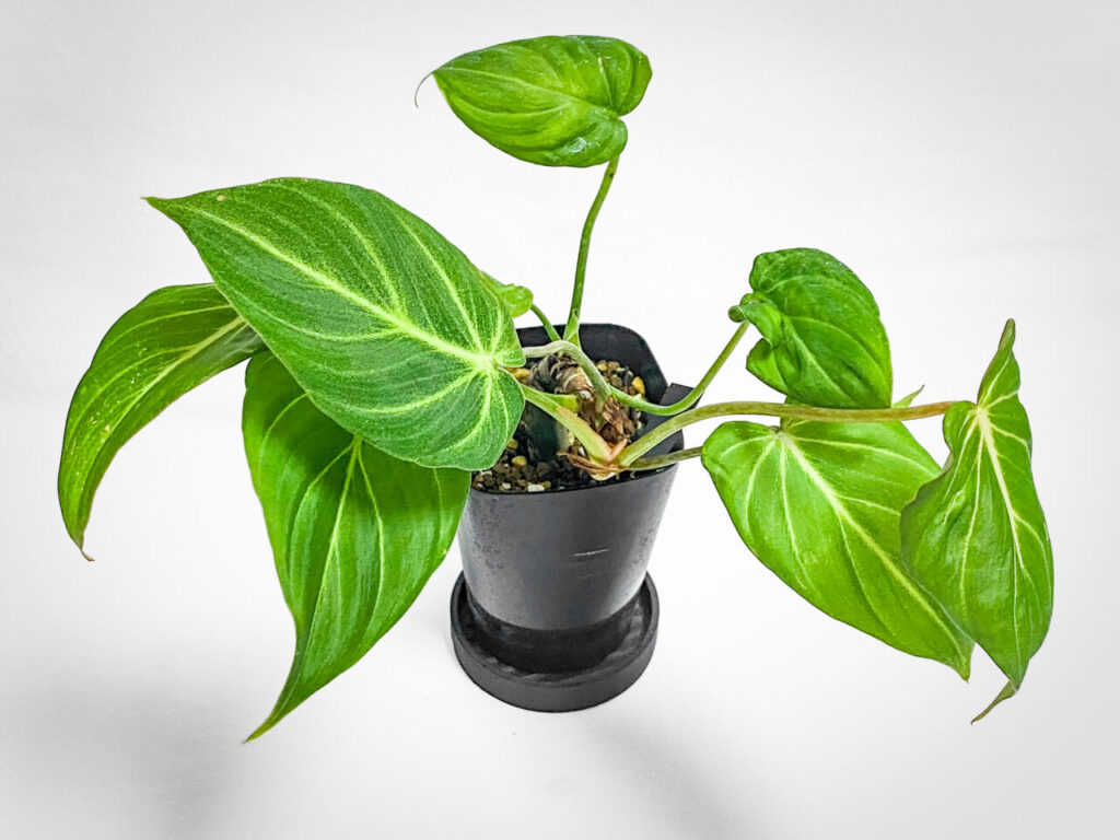 ビザールファームオータムフェス2025購入品:フィロデンドロン・グロリオーサム