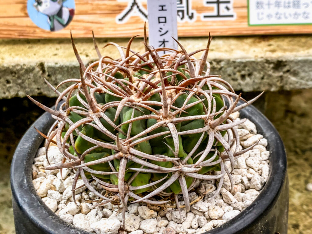 とちぎ花センター多肉とサボ展：ギムノカリキウム・フェロシオール