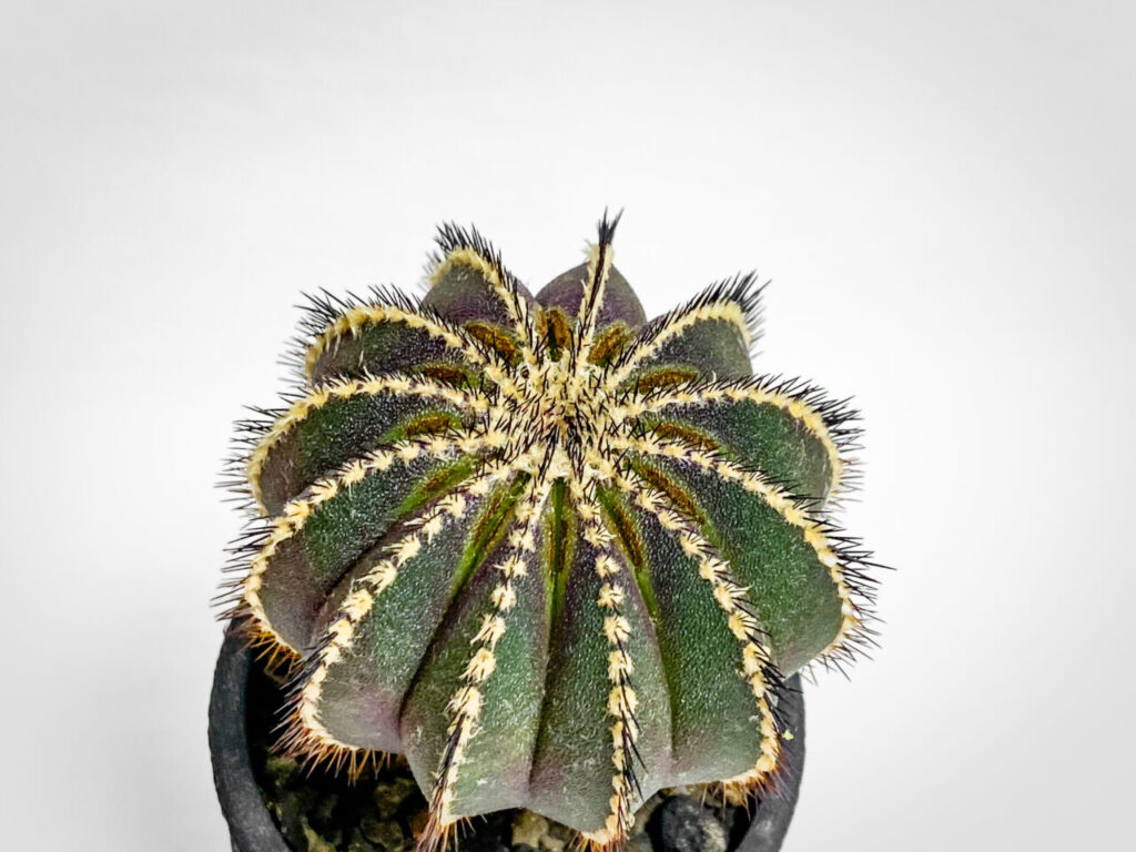 ハダニ被害：ユーベルマニア・ペクチニフェラ