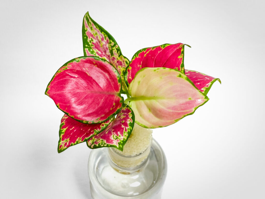 アグラオネマ・アンヤマニーレッド