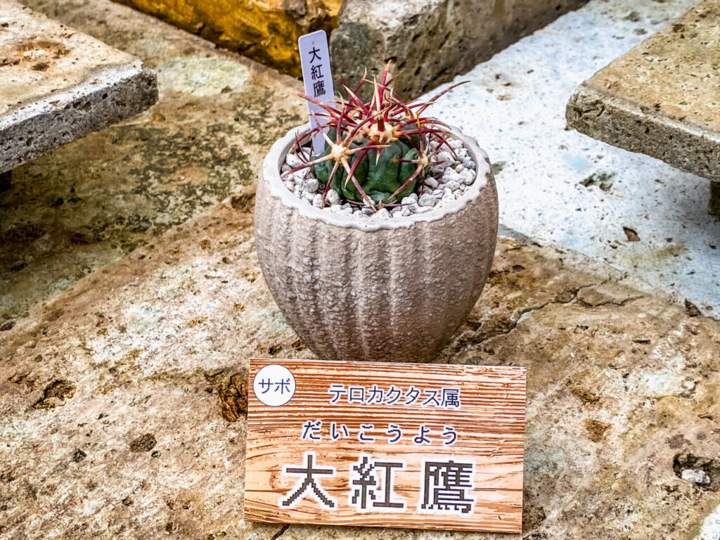 とちぎ花センター多肉とサボ展：テロカクタス・紅鷹