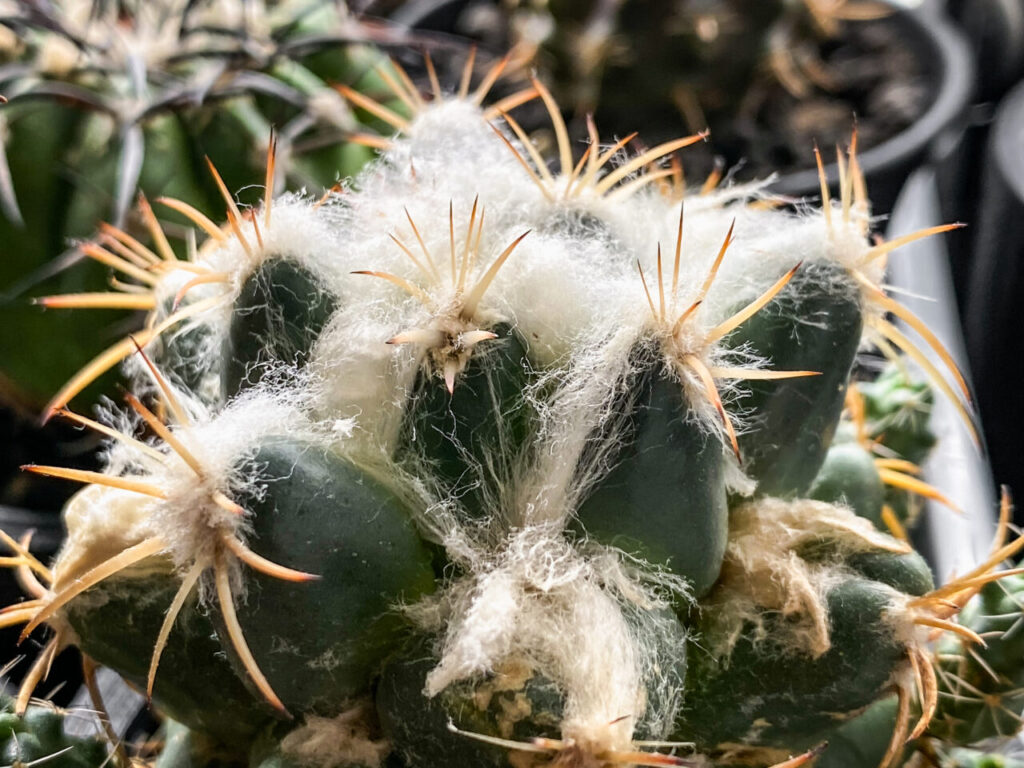 コリファンタ・象牙丸