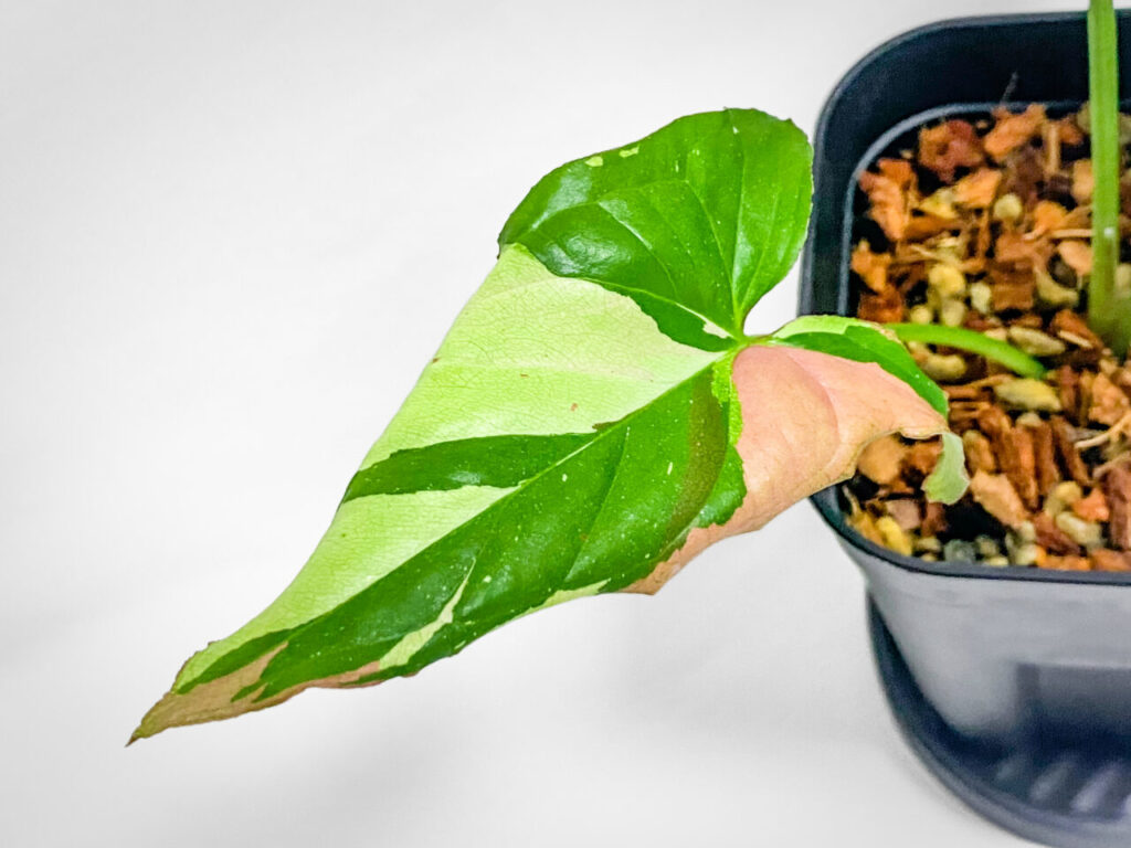 ビザールファームオータムフェス2025購入品:シンゴニウム・レッドスポットトリカラー