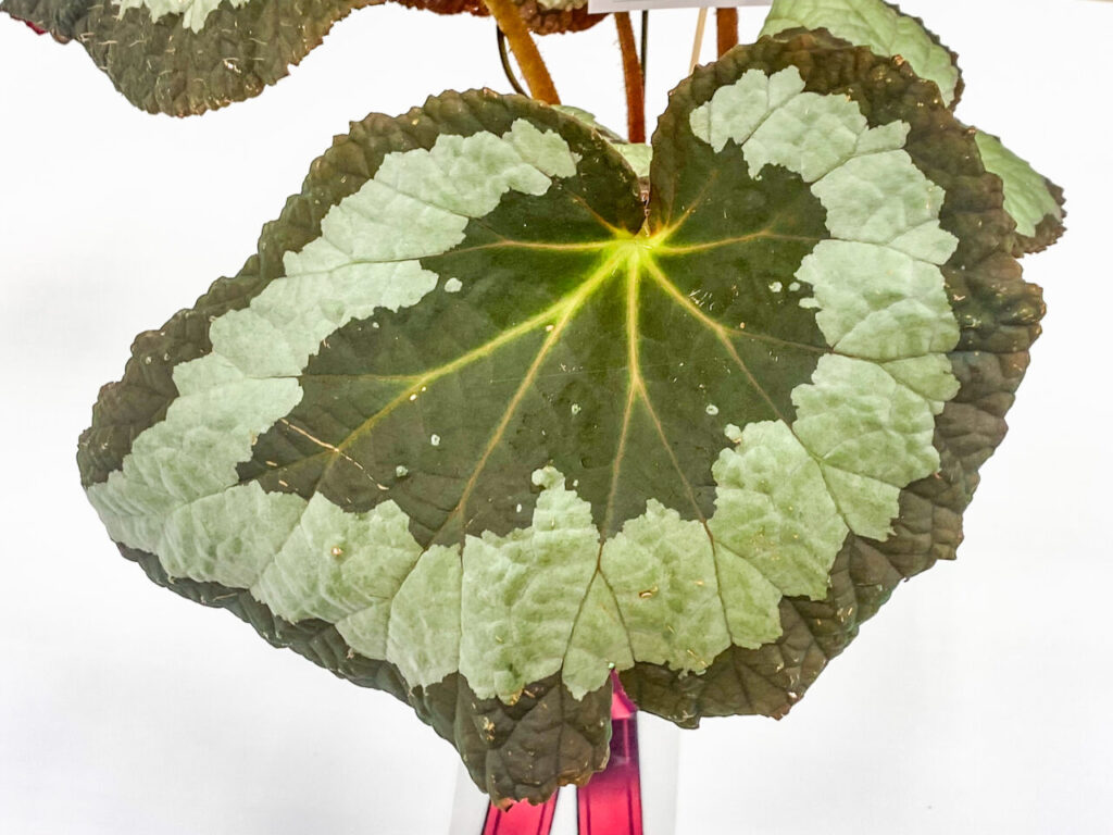 オキボタMAX2025 with ハチクラサイ