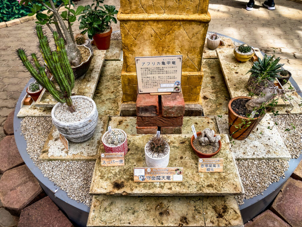 とちぎ花センター多肉とサボ展