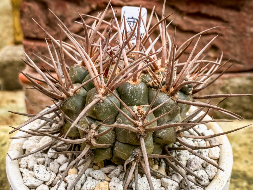 とちぎ花センター多肉とサボ展：ギムノカリキウム・守金魔天竜