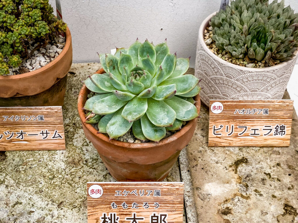 とちぎ花センター多肉とサボ展：エケベリア・桃太郎
