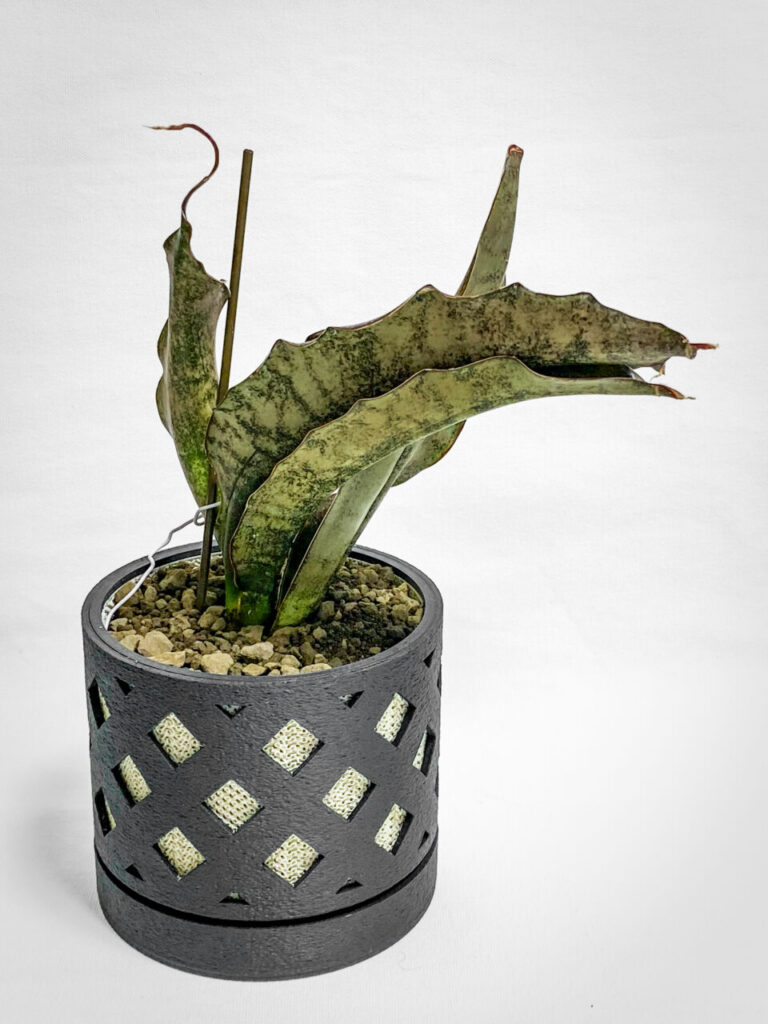 サンセベリア・キルキー・プルクラ’コパトーン’