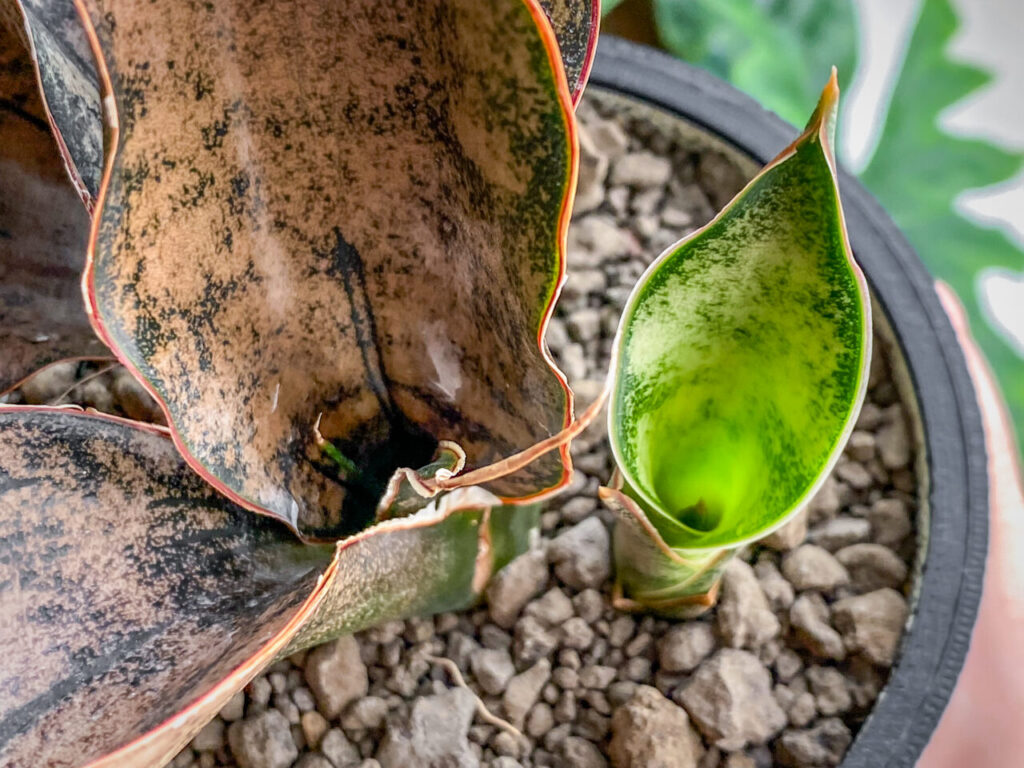 サンセベリア・キルキー・プルクラ’コパトーン’