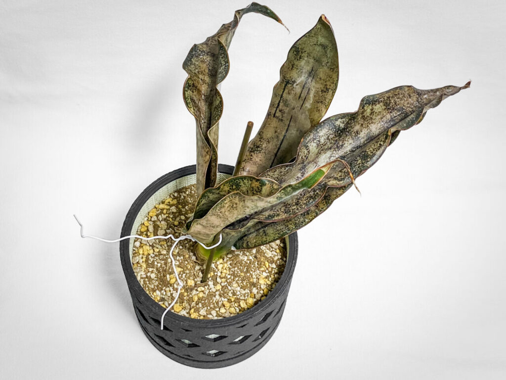 サンセベリア・キルキー・プルクラ’コパトーン’