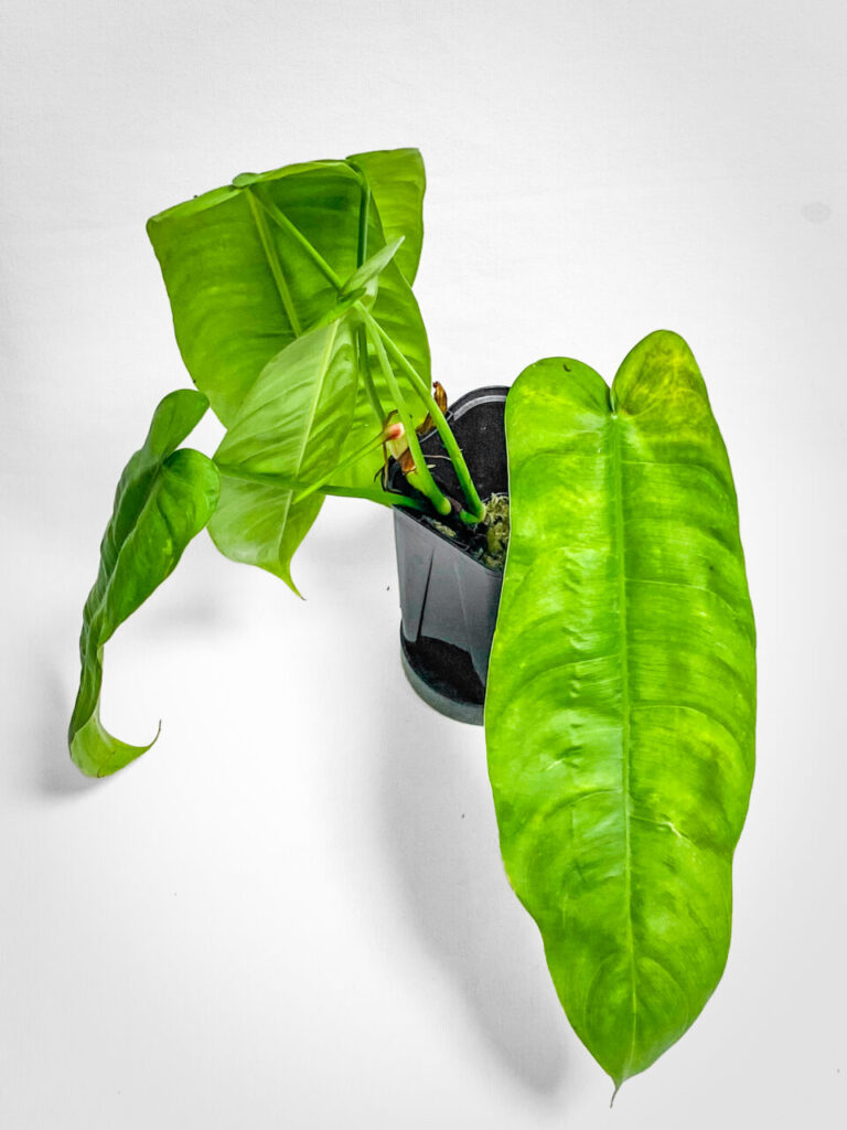 オキボタMAX2025購入品：フィロデンドロン・シャロニアエ