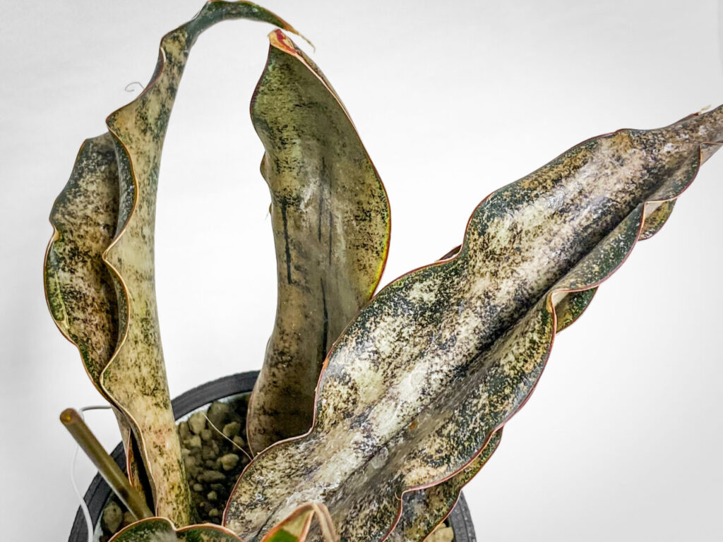 サンセベリア・キルキー・プルクラ’コパトーン’