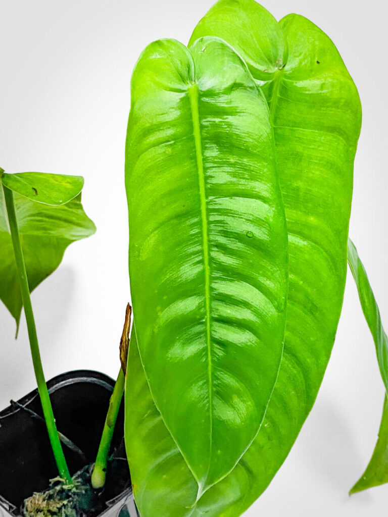 オキボタMAX2025購入品：フィロデンドロン・シャロニアエ