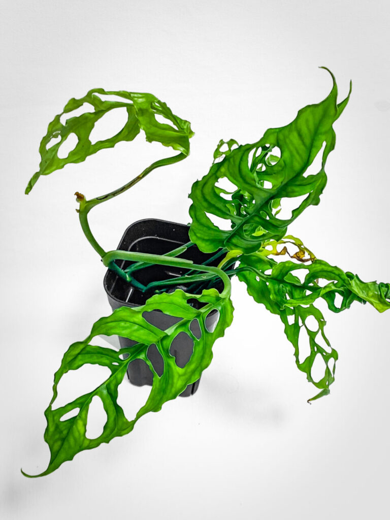 オキボタMAX2025購入品：モンステラ・オブリクア’ペルー’