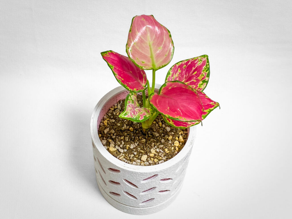 アグラオネマ・アンヤマニーレッド