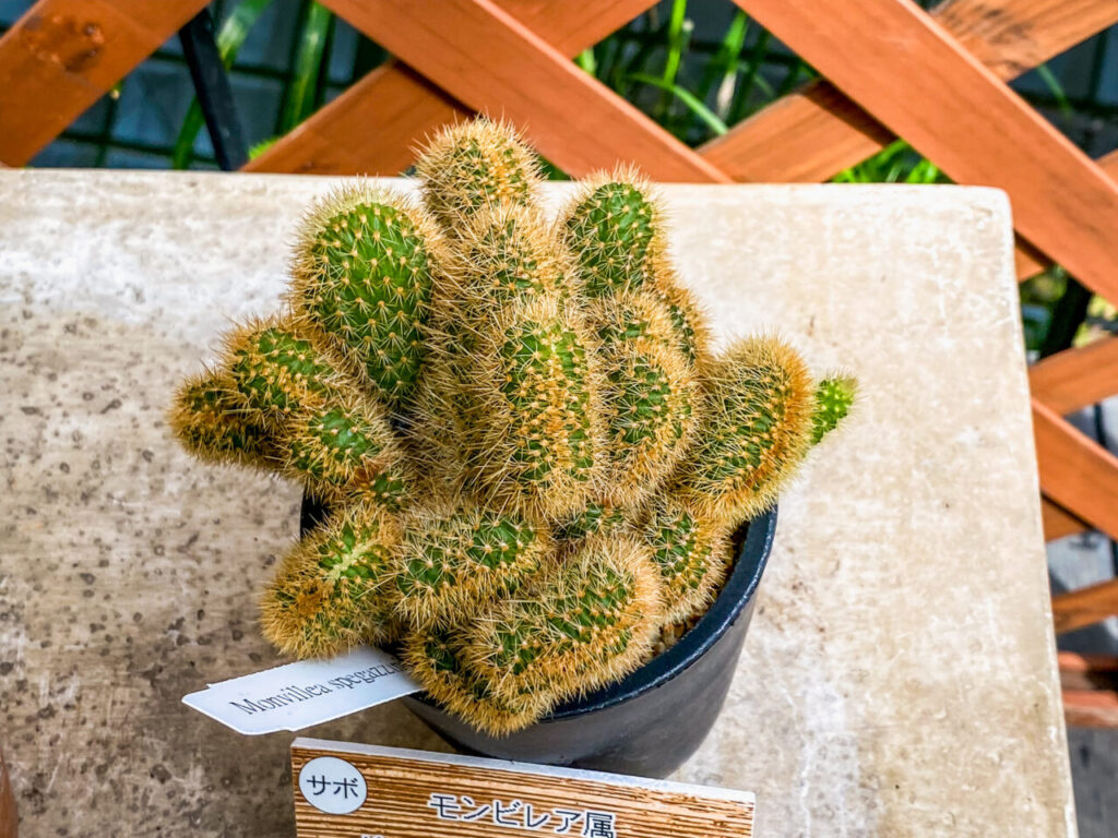 とちぎ花センター多肉とサボ展：セレウス・残雪の峰