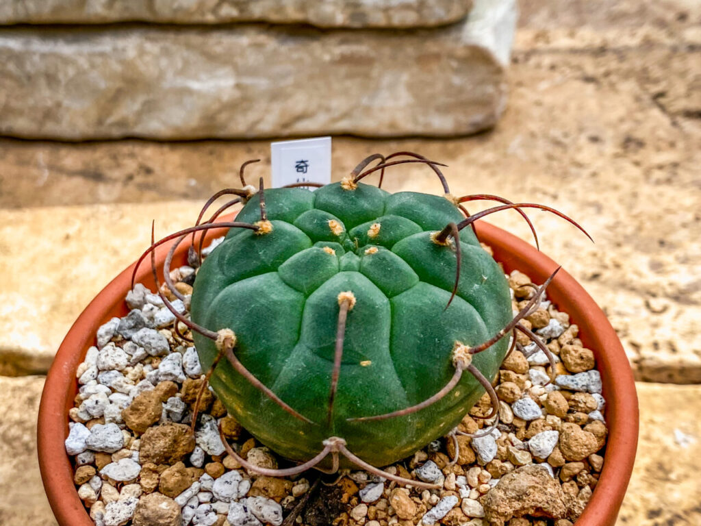 とちぎ花センター多肉とサボ展：マツカナ・奇仙玉