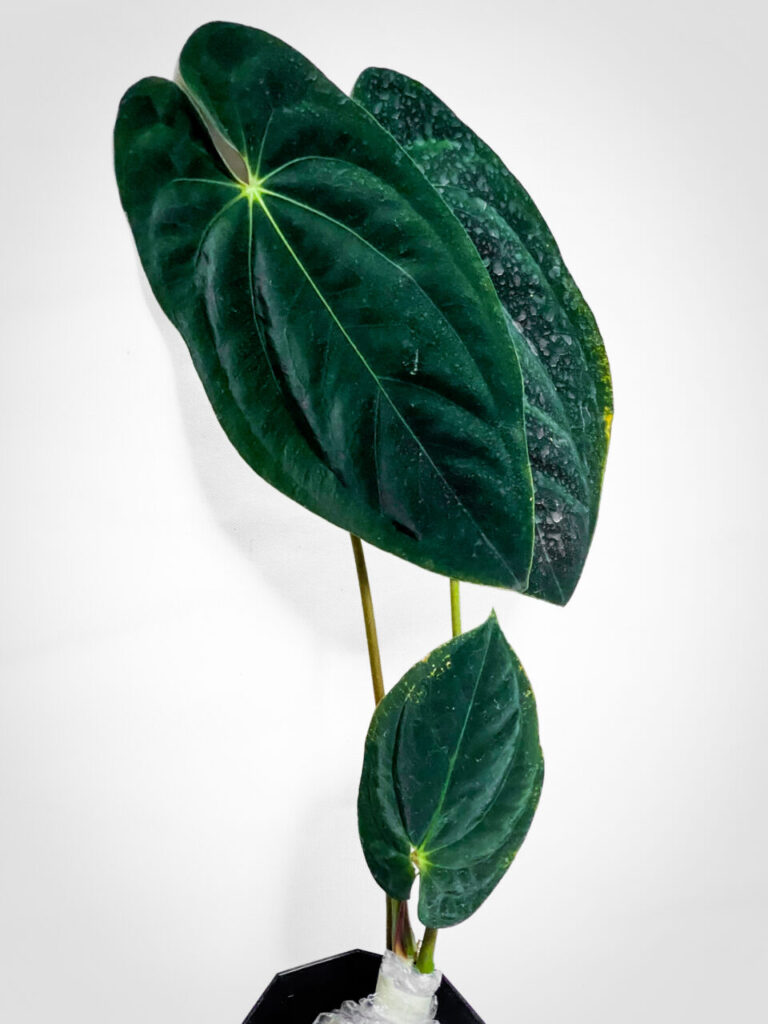 オキボタMAXおかわり：アンスリウム・パピリラミナム