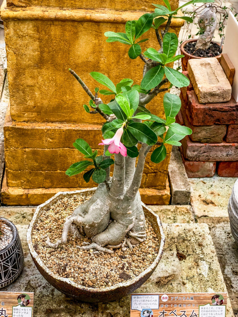 とちぎ花センター多肉とサボ展：アデニウム・オベスム