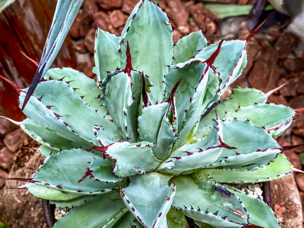 とちぎ花センター多肉とサボ展：アガベ・キュービック