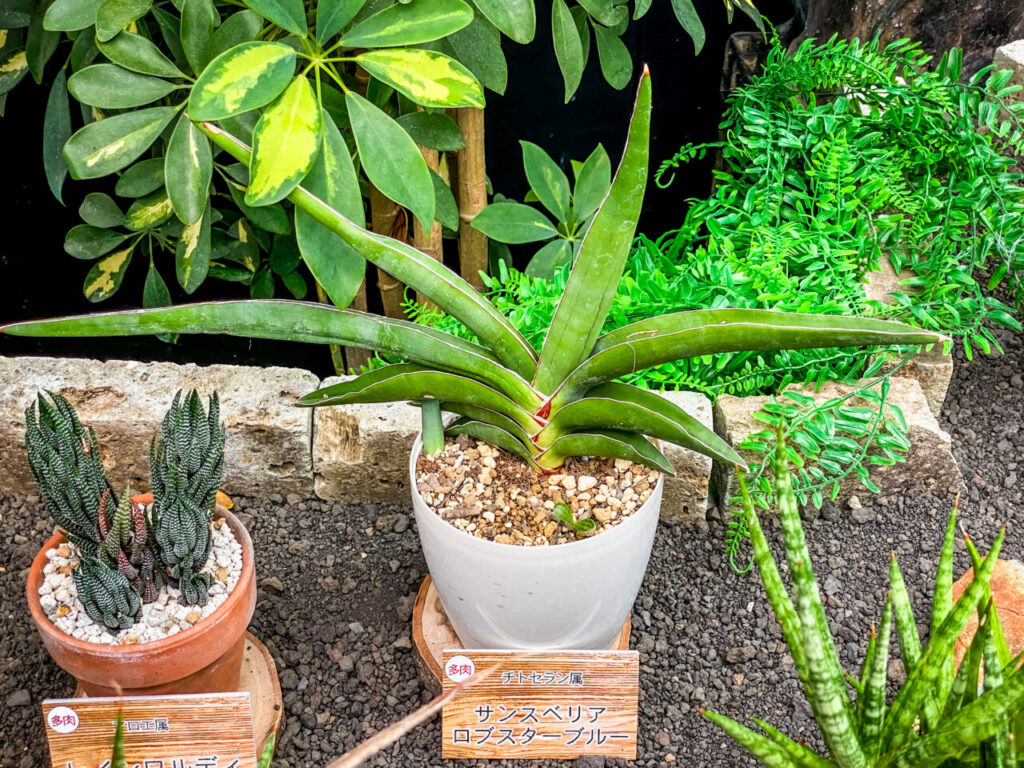 とちぎ花センター多肉とサボ展：サンセベリア・ロブスターブルー