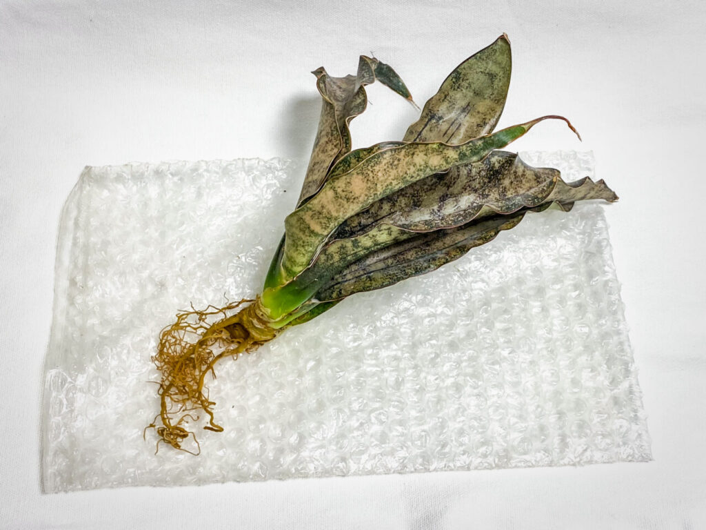 サンセベリア・キルキー・プルクラ’コパトーン’