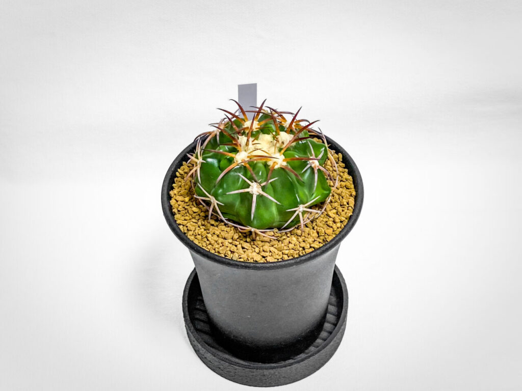 ディスコカクタス・HU603