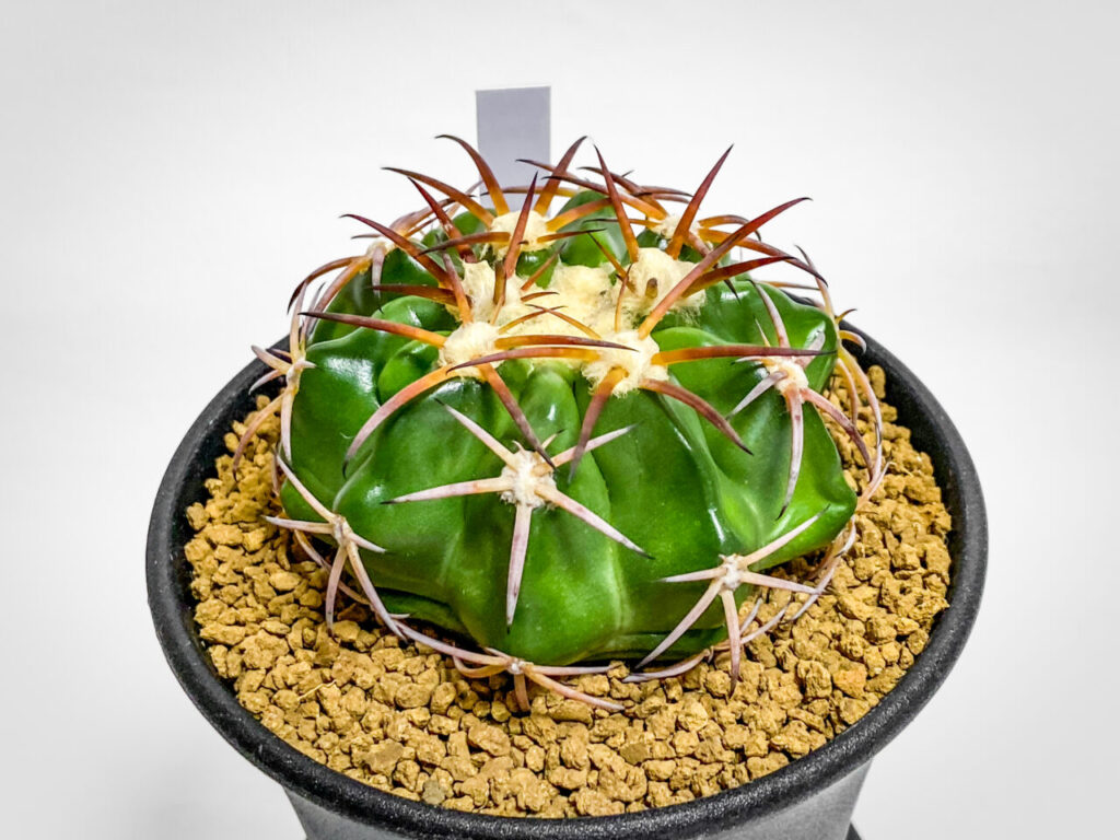 ディスコカクタス・HU603