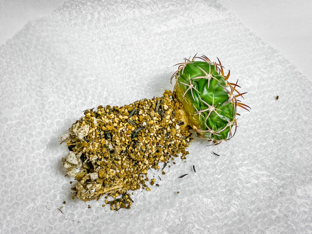 ディスコカクタス・HU603