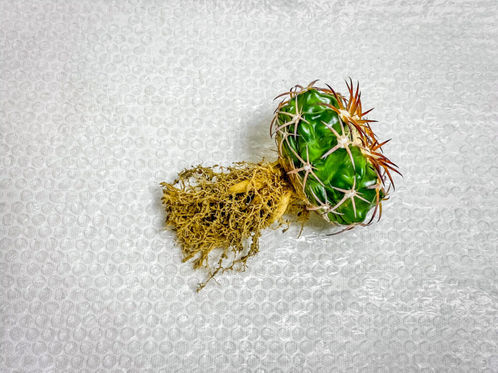 ディスコカクタス・HU603