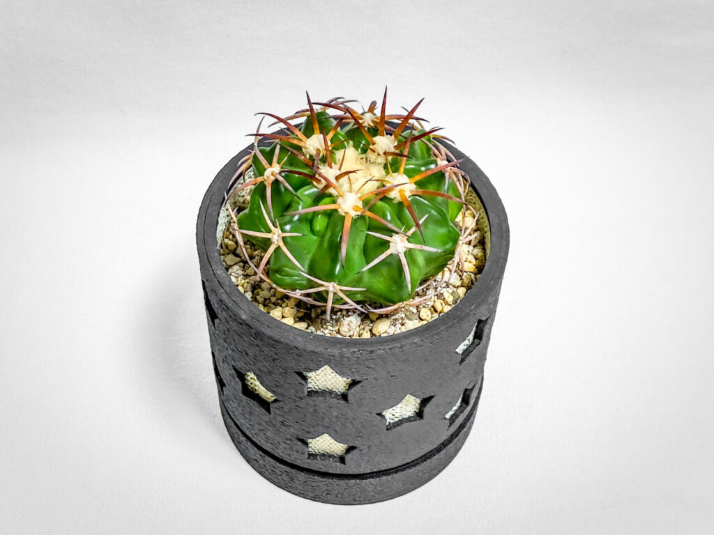 ディスコカクタス・HU603