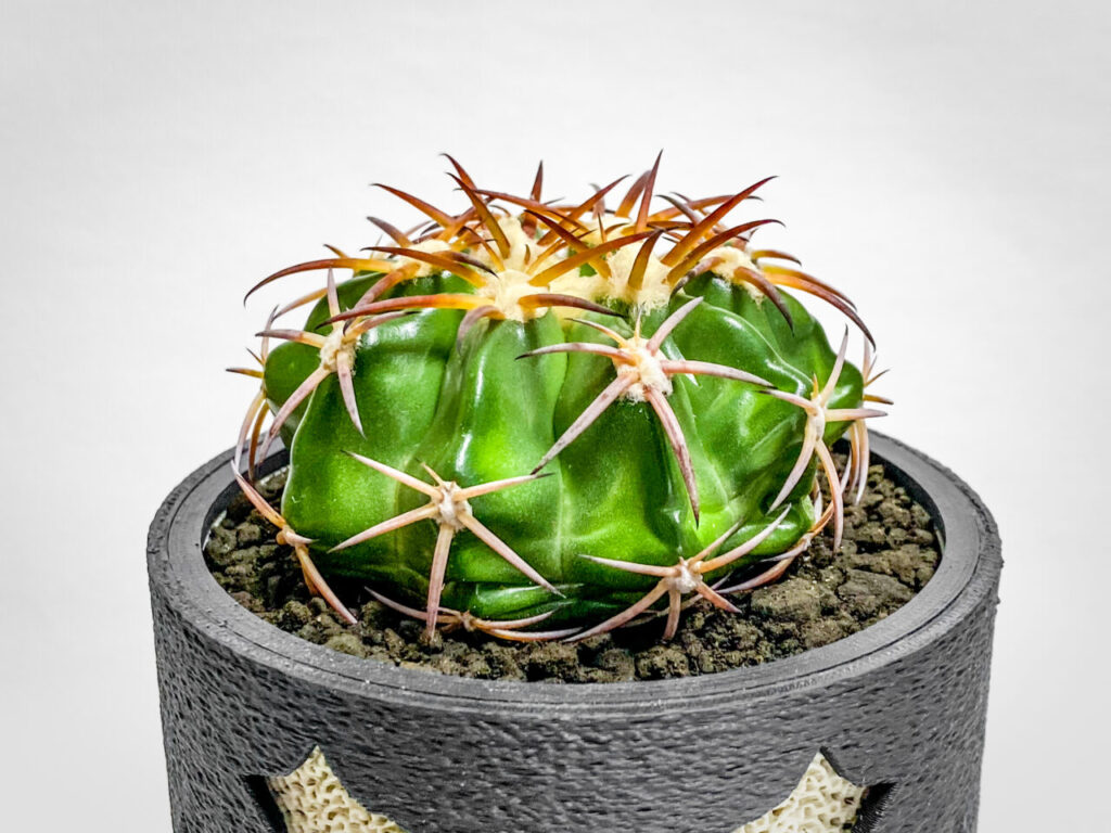 ディスコカクタス・HU603