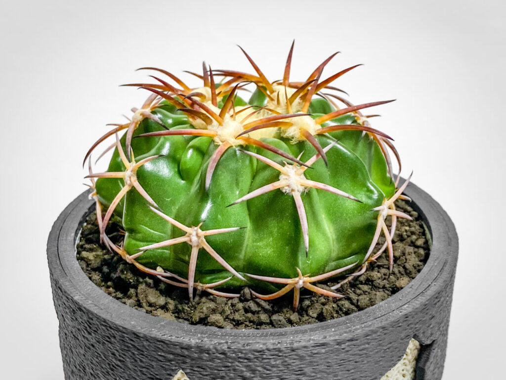 ディスコカクタス・HU603