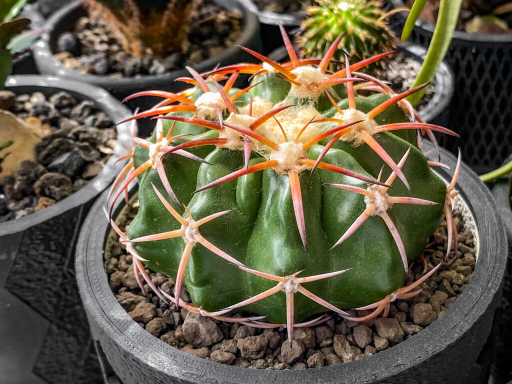 ディスコカクタス・HU603