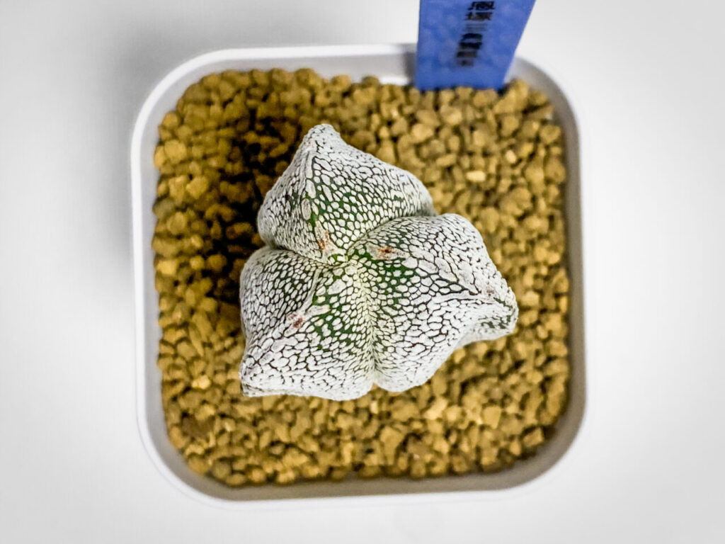 ビザールファームオータムフェス2025購入品:アストロフィツム・恩塚三角鸞鳳玉