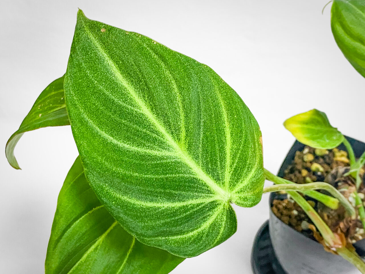 ビザールファームオータムフェス2025購入品：フィロデンドロン・グロリオーサム